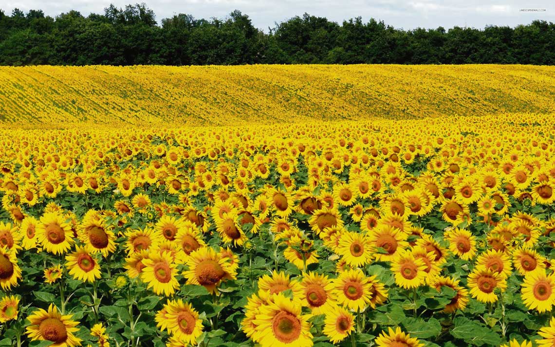 Reaparece el girasol que ofrece una ventaja estructural | La Mañana